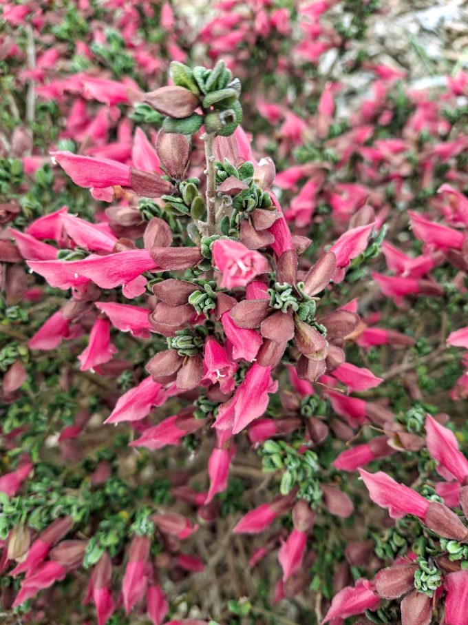 Prostanthera calycina Australian native plant