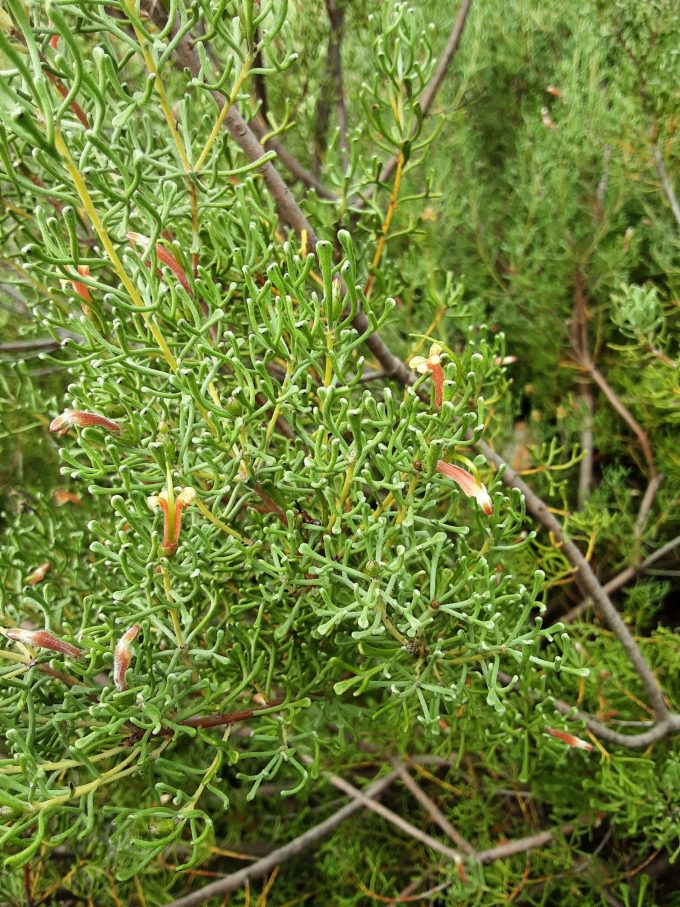 Adenanthos forrestii Australian native plant