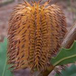 Banksia quercifolia in 50mm Forestry tube