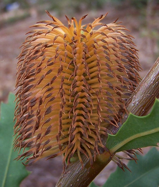 Banksia quercifolia in 50mm forestry tube