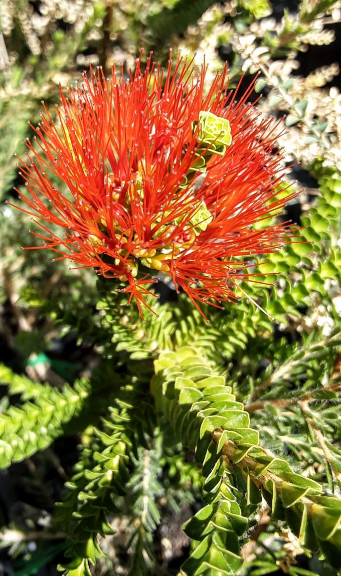 Beaufortia aestiva Australian native plant