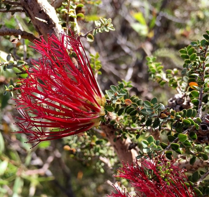 Beaufortia elegans Australian native plant