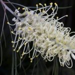 Grevillea Ivory Whip Australian native plant