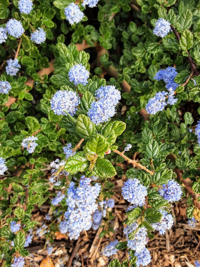 Ceanothus Eleanor Taylor in 50mm Forestry Tube