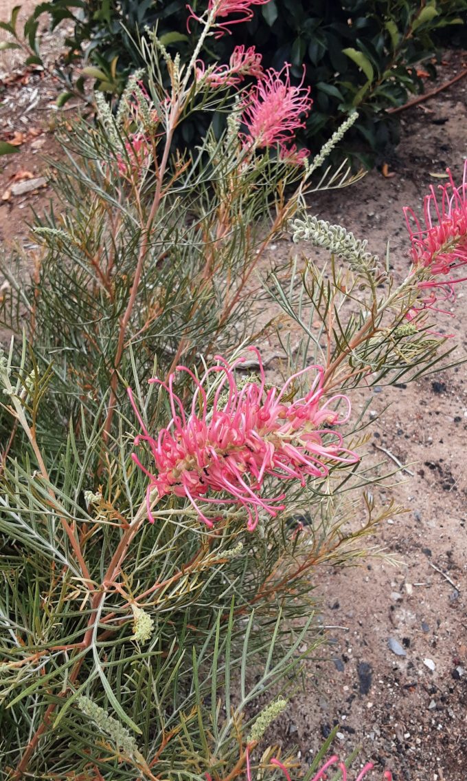 Grevillea hybrid Australian native plant
