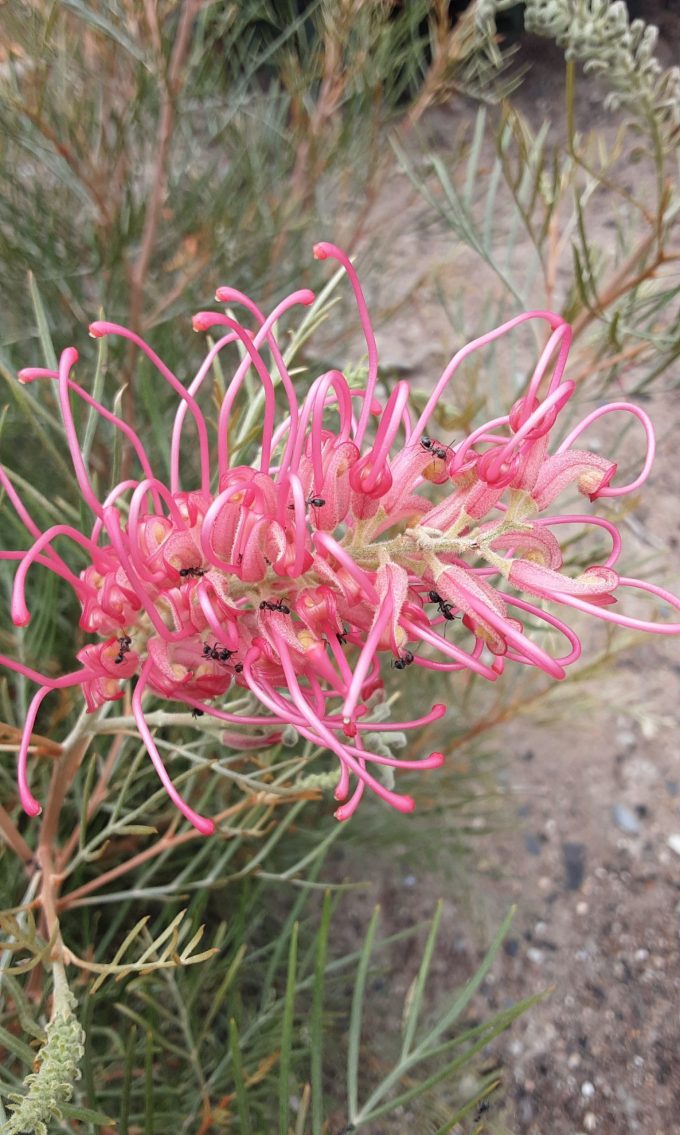 Grevillea hybrid Australian native plant