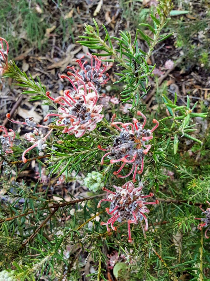 Grevillea Evelyns Coronet Australian native plant