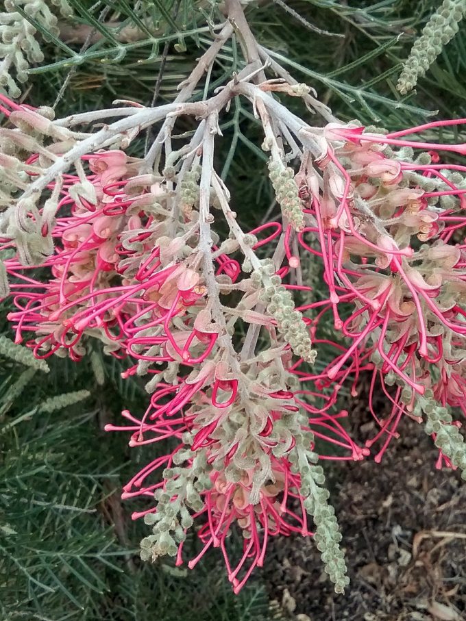 Grevillea Lana Maree Australian native plant