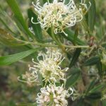 Grevillea argyrophylla Ausyralian native plant