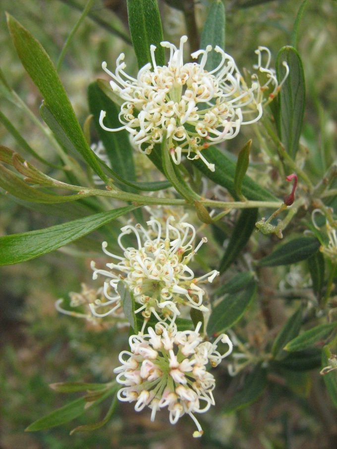 Grevillea argyrophylla Ausyralian native plant