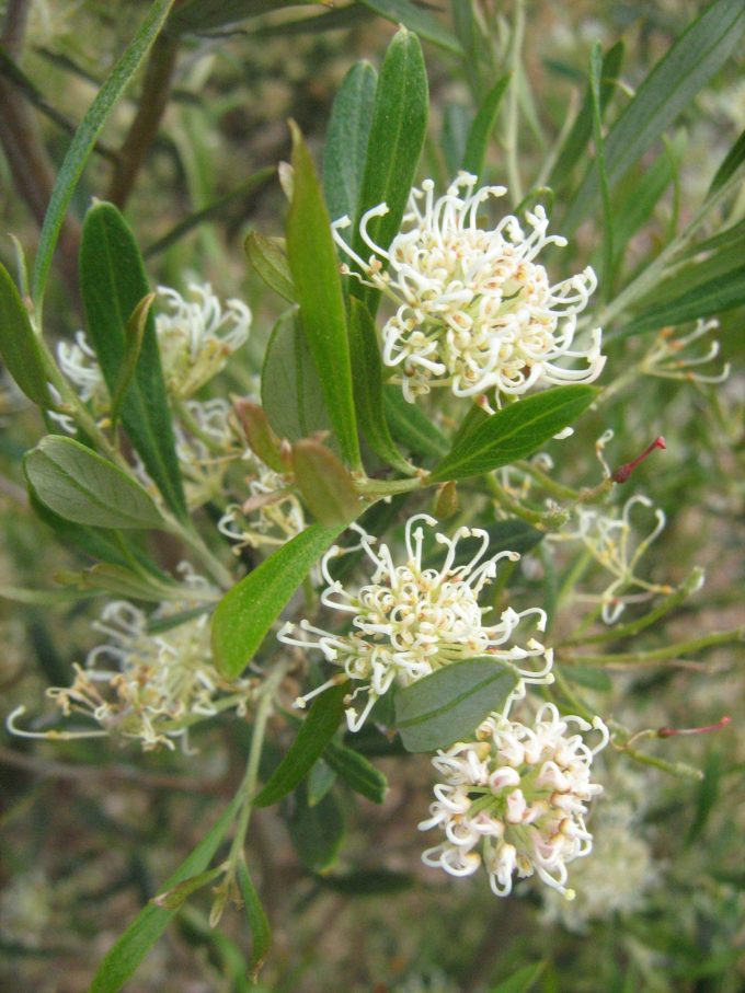 Grevillea argyrophylla Australian native plant