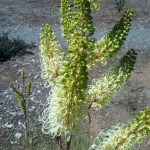 Grevillea leucopteris Australian native plant