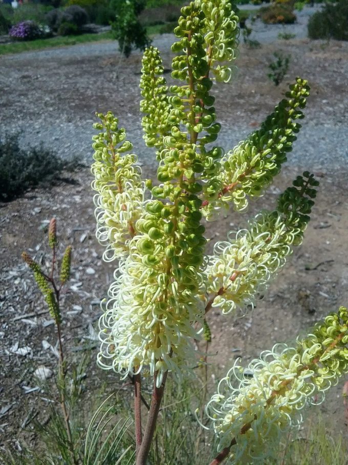 Grevillea leucopteris Australian native plant