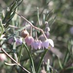 Guichenotia ledifolia Australian native plant