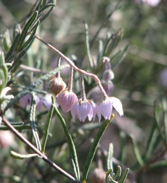 Guichenotia ledifolia 30 seeds