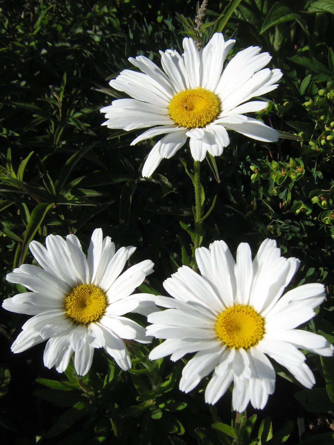 Leucanthemum (Bare Rooted) – Trigg Plants