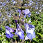 Salvia interupta perennial plant