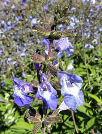 Salvia interupta perennial plant