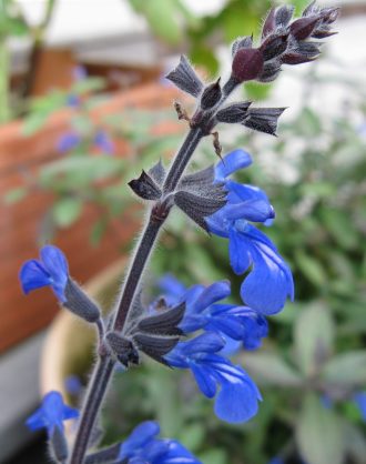 Salvia sinaloensis perennial plant
