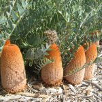 Banksia blechnifolia Australian native Plant