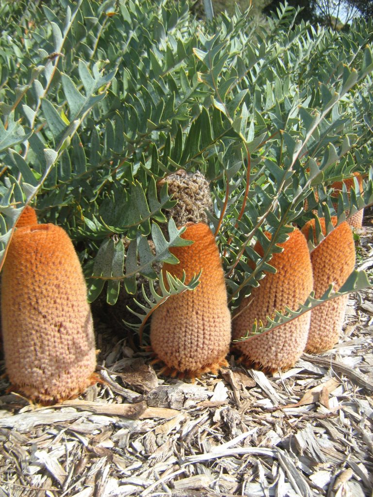 Banksia blechnifolia Australian native Plant
