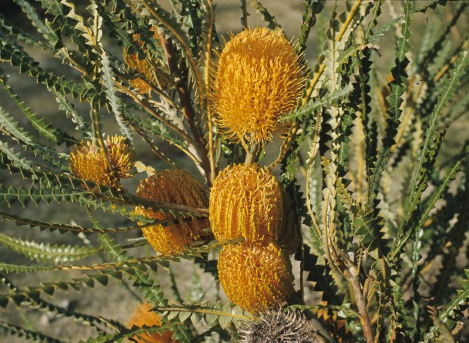 Banksia candolleana Australian native plant