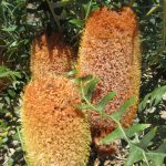 Banksia repens Ausytralian native plant