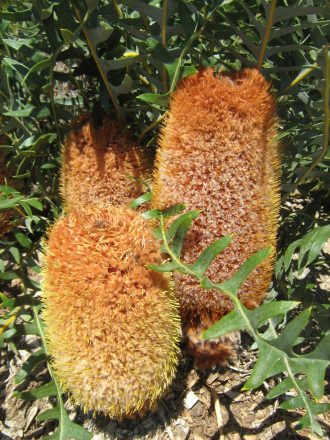 Banksia repens in 50mm Forestry Tube