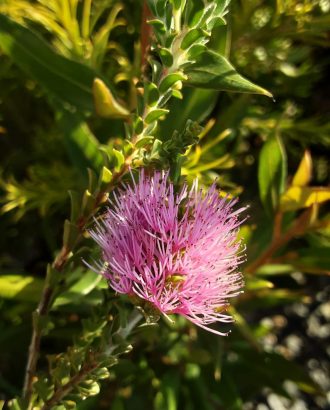 Beaufortia elegans Australian native plant