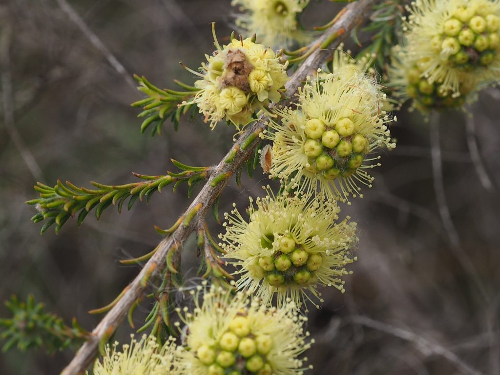 Kunzea clavata Australian native plant
