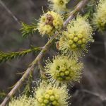 Kunzea clavata Australian native plant