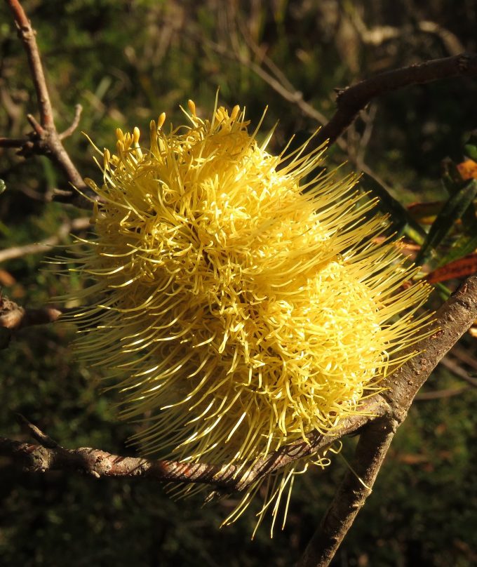 Banksia canei Australian native plant