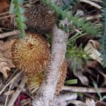 Banksia dryandroides Australian native plant