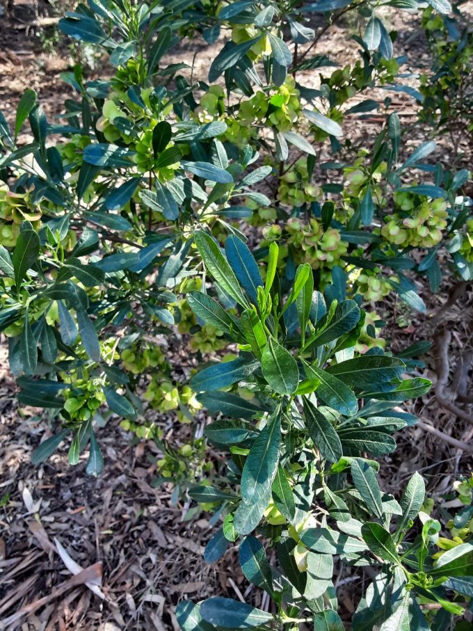 Dodonaea viscosa ssp spatulata Australian native plant