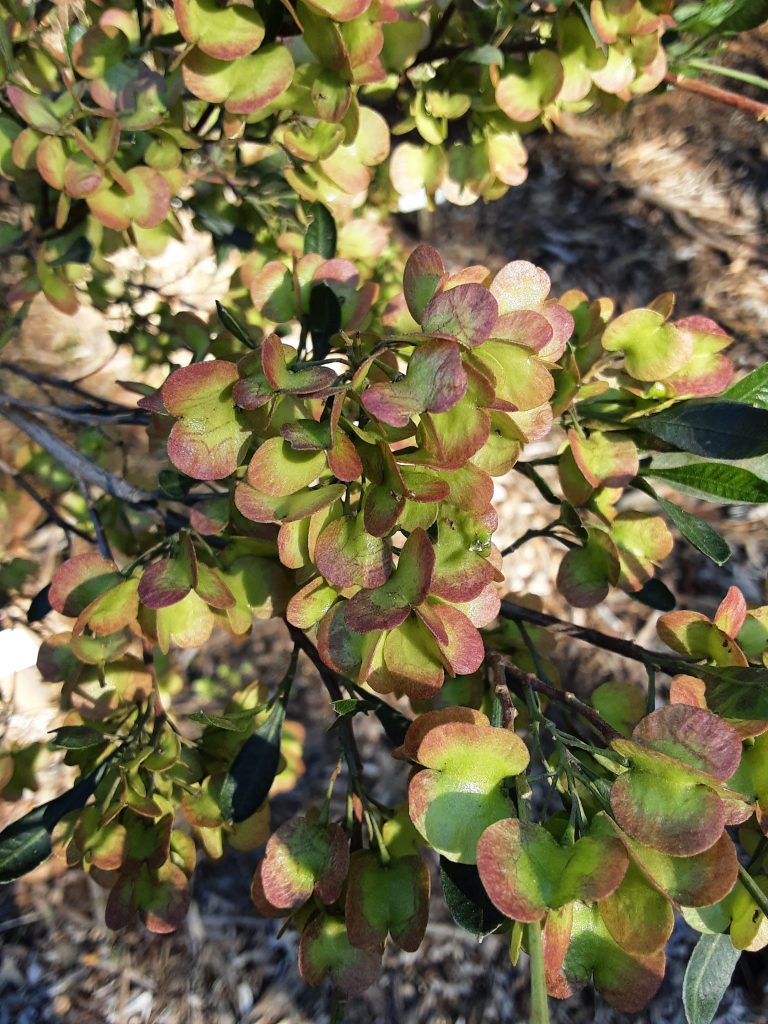 Dodonaea viscosa ssp spatulata Australian native plant