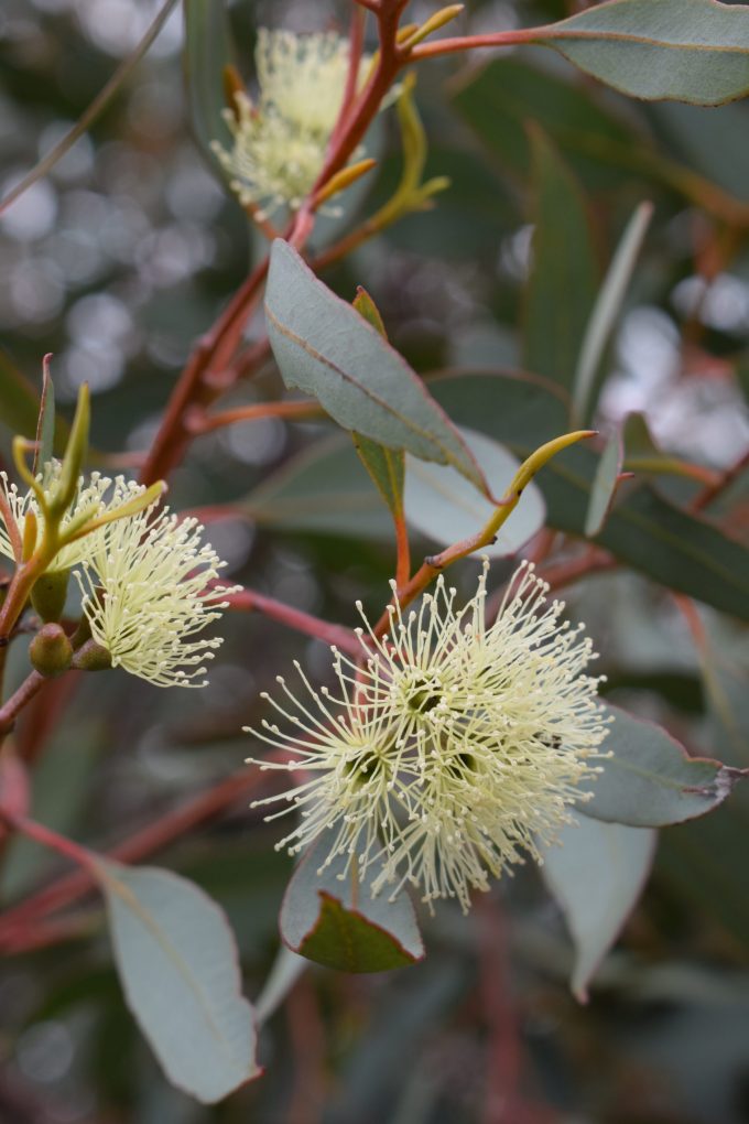 Eucalyptus astringens ssp redacta Australian native tree