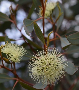 Eucalyptus astringens ssp redacta 50 seeds – Trigg Plants