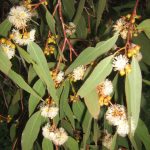 Eucalyptus capillosa ssp capillosa Australian Native Plant