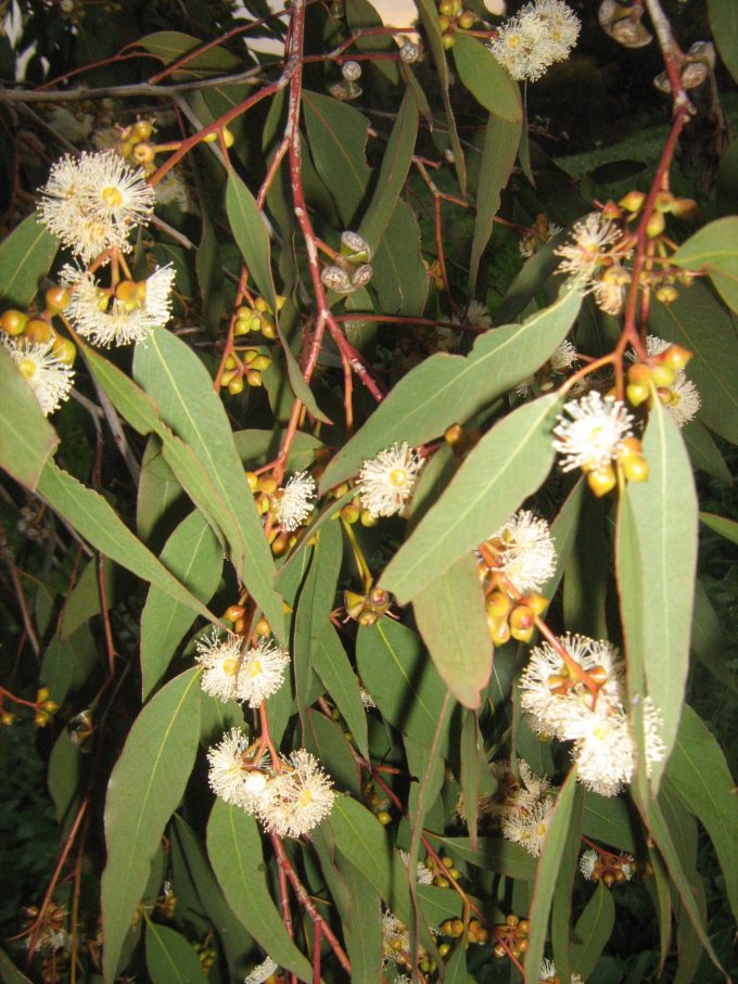 Eucalyptus capillosa ssp capillosa 50 seeds