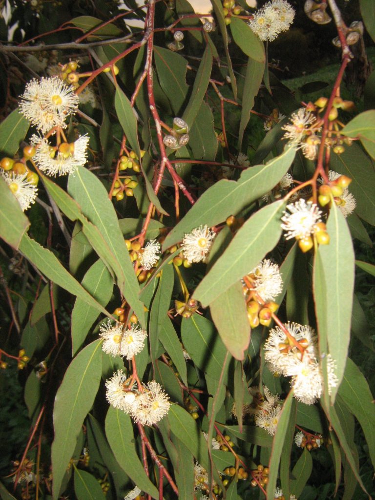 Eucalyptus capillosa ssp capillosa Australian Native Plant