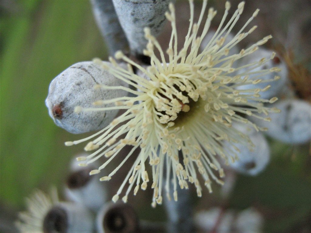 Eucalyptus cretata Australian native tree