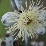 Eucalyptus cretata Australian native tree