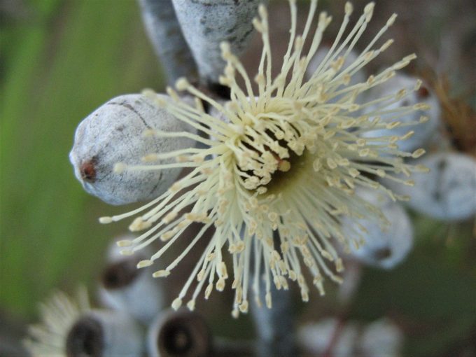 Eucalyptus cretata 50 seeds