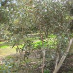 Eucalyptus percostata Australian native tree