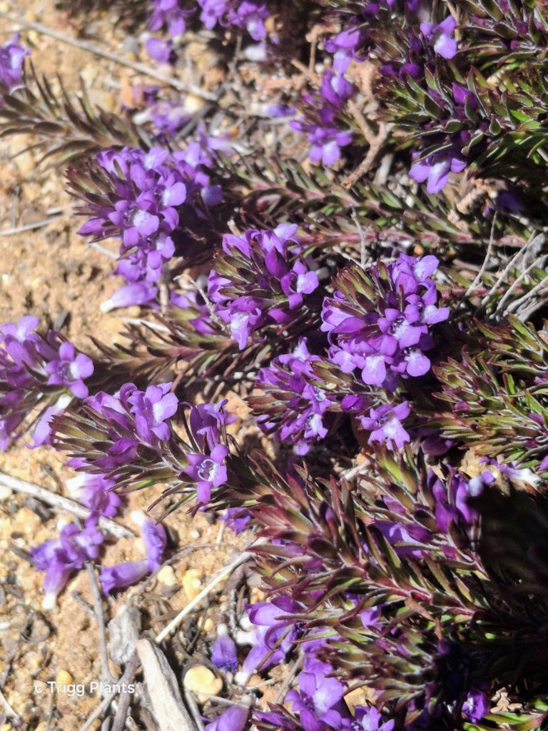 Eremophila densifolia ssp erecta Australian native plant