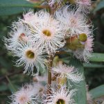Eucalyptus calycogona Australian native plant