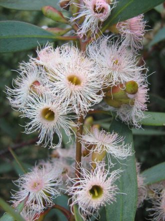 Eucalyptus calycogona 50 seeds