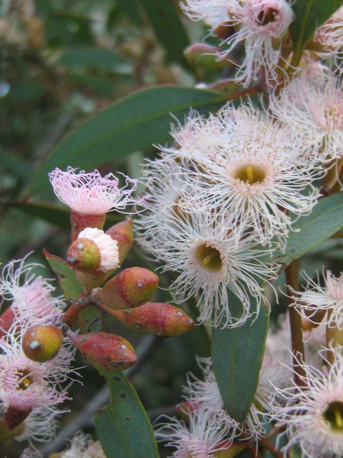 Eucalyptus calycogona Australian native plant
