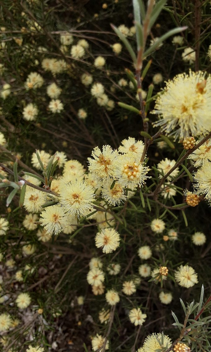 Melaleuca brophyi Australian native plant