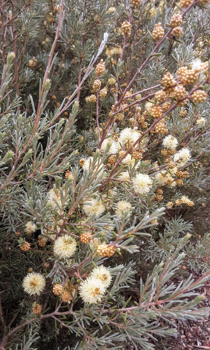 Melaleuca brophyi Australian native plant